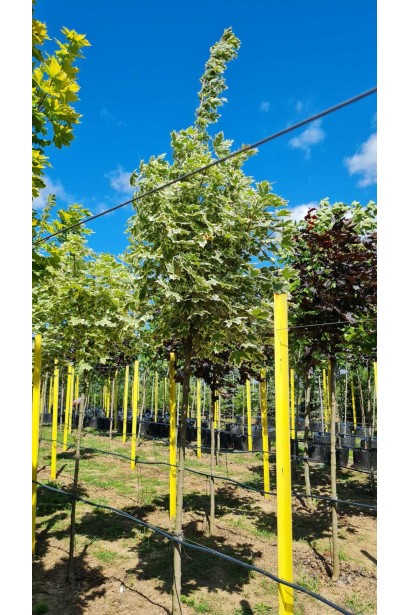 Клен гостролистий Друмонді - ком/вис.280-340см/Ø40-60см/ШТАМБ 170-180см/обхват 8-10см